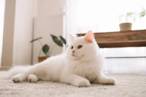 Voici comment enlever efficacement l'odeur d'urine de chat sur du bois