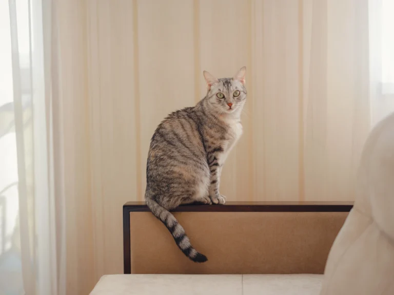 Voici comment faire disparaître les taches d'urine de chat sur vos meubles en bois