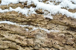 Voici comment protéger votre bois des vrillettes