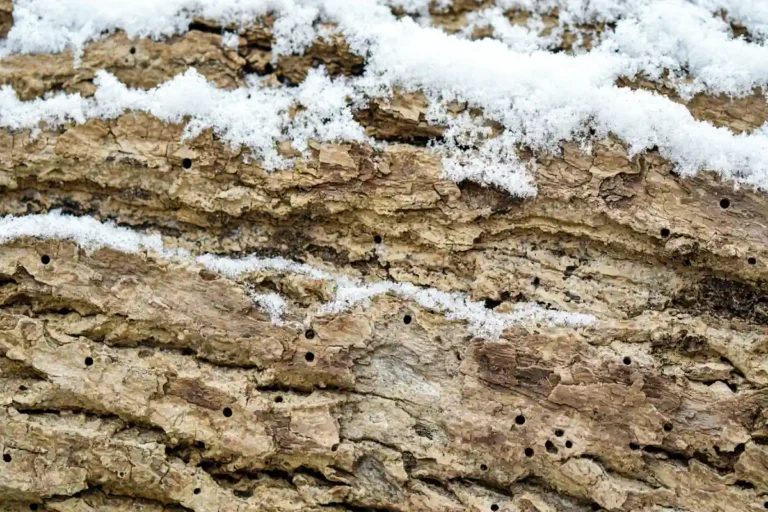 Voici comment protéger votre bois des vrillettes