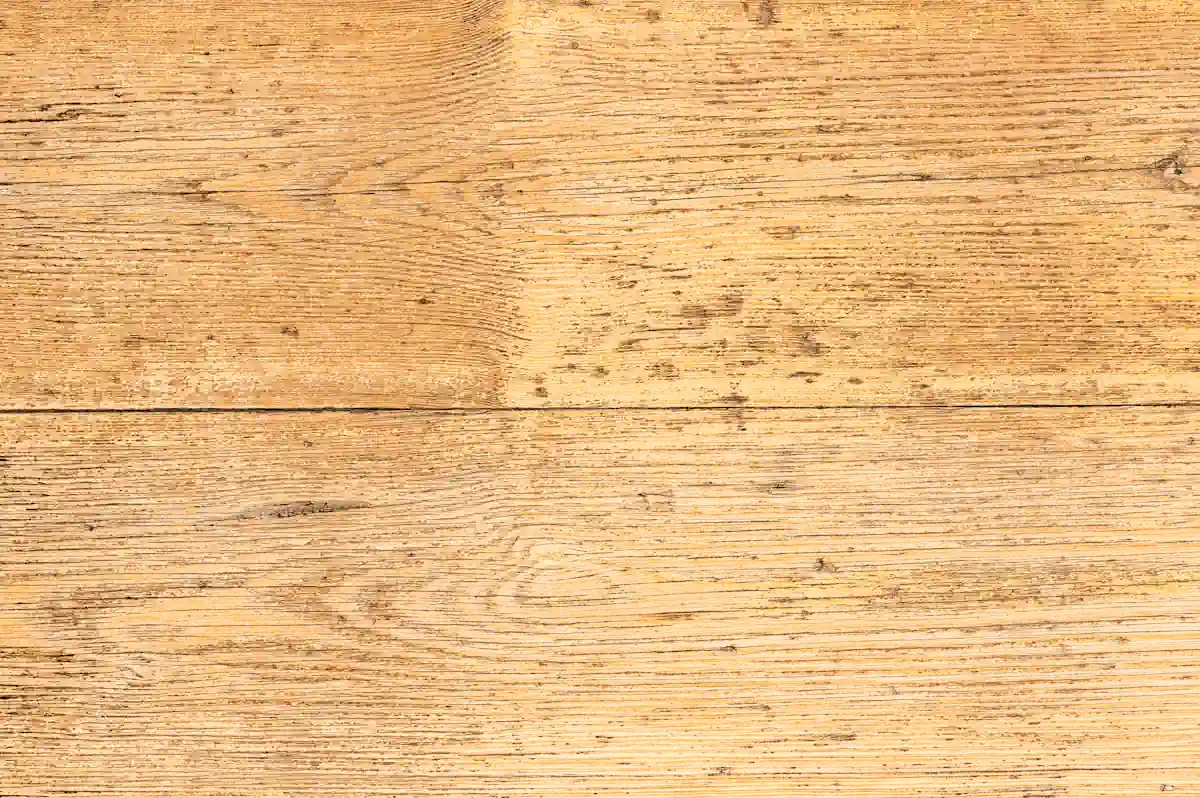Trous récents de vrillettes dans parquet avec bords nets indiquant activité récente