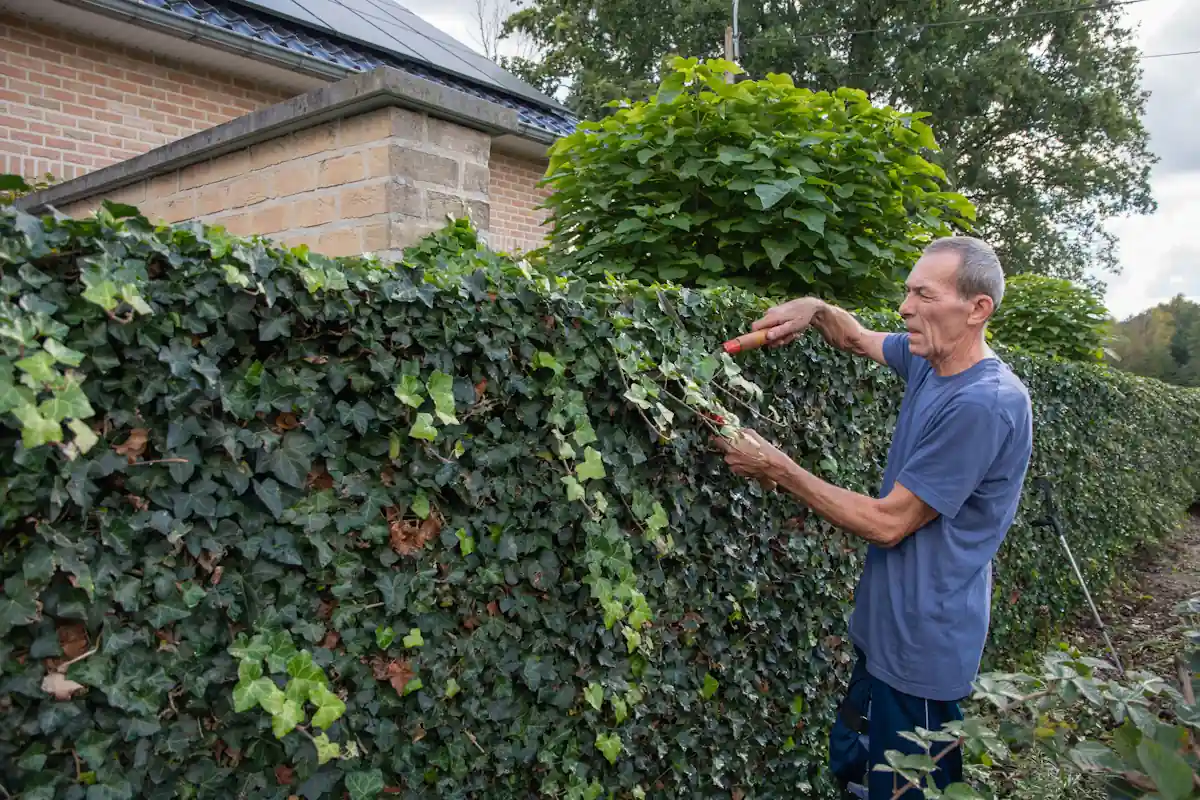 Un homme qui entretien une brise vue végétale