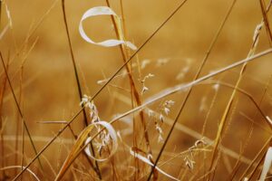 Lame de scie circulaire en gros plan avec dents carbure