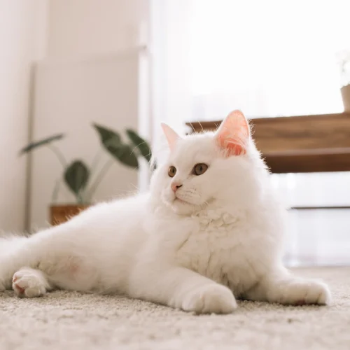 Comment enlever efficacement l’odeur d’urine de chat sur du bois ?