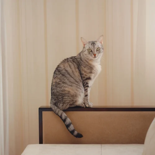 Voici comment faire disparaître les taches d'urine de chat sur vos meubles en bois
