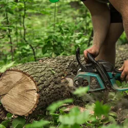 Voici comment bien entretenir votre bois privé
