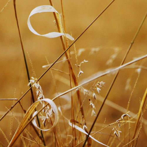 Lame de scie circulaire en gros plan avec dents carbure