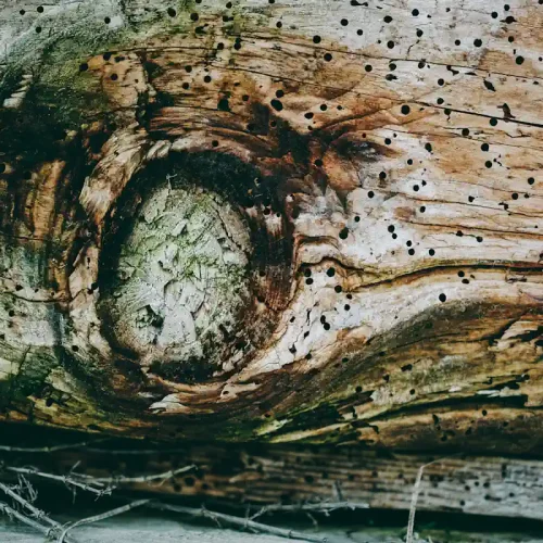 Comment savoir si les vrillettes sont encore dans le bois ?